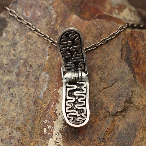 Mitochondria Necklace - a 2-layer locket mitochondrion pendant. Great jewelry gift for teacher or student in biology or science. This photo shows the brass in front and pewter in back.